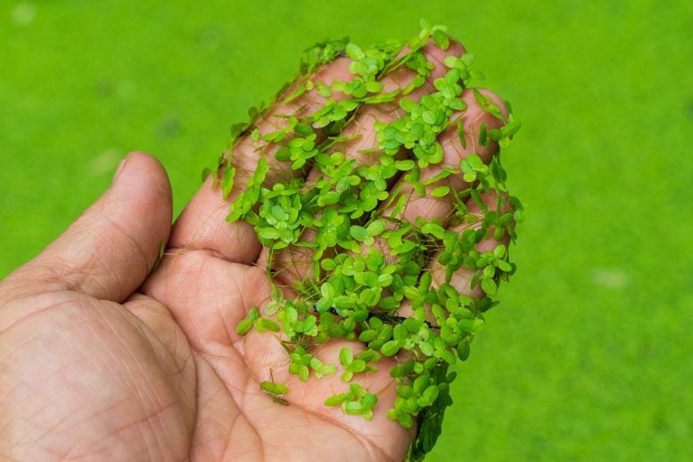 Hand Holding Duckweed (Lemna perpusilla Torrey)