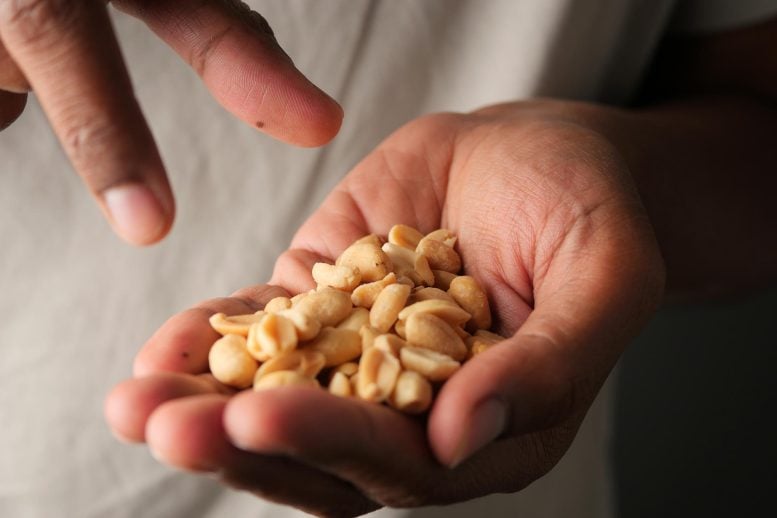 Hand Holding Peanuts