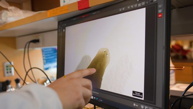 Hand Pointing to Computer Screen With Image of Planarian Worm