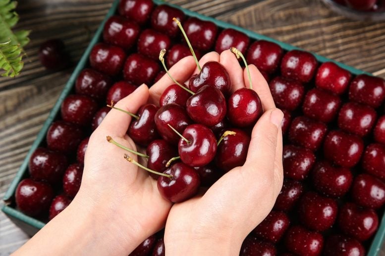 Hands Holding Fresh Dark Red Cherries