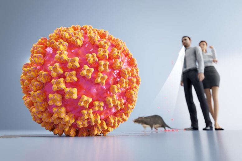 Hantavirus Transmission Rodent Human