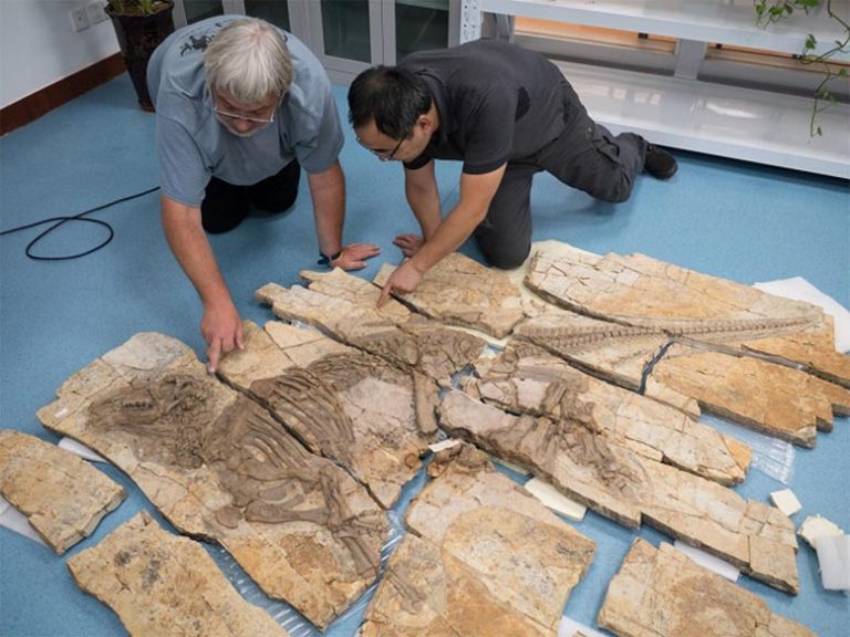 This 125 Million-Year-Old Dinosaur Had Spikes Like a Porcupine
