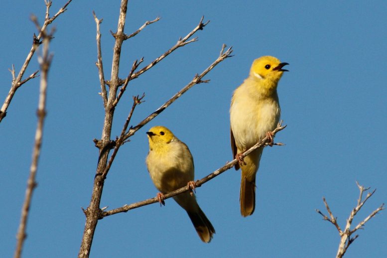 Research Shows Being Around Birds Is Linked to Lasting Mental Health Benefits