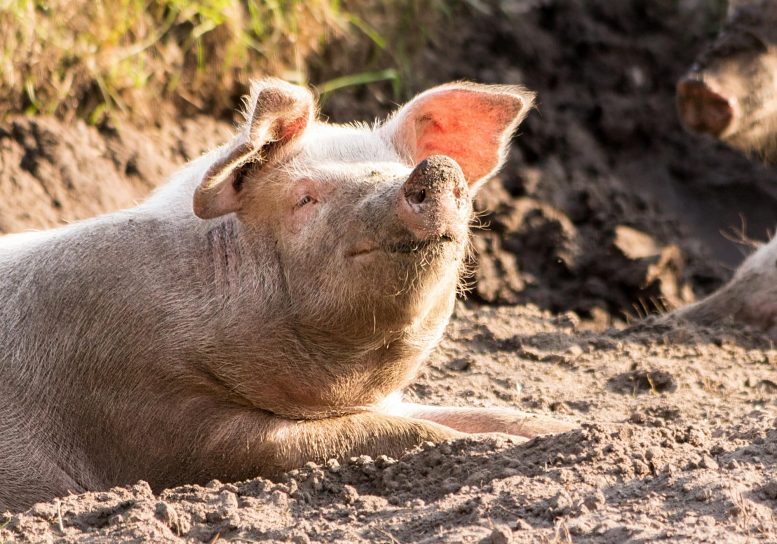 Happier Pigs and Tastier Pork: Recycling Japanese Liquor Leftovers As Animal  Feed