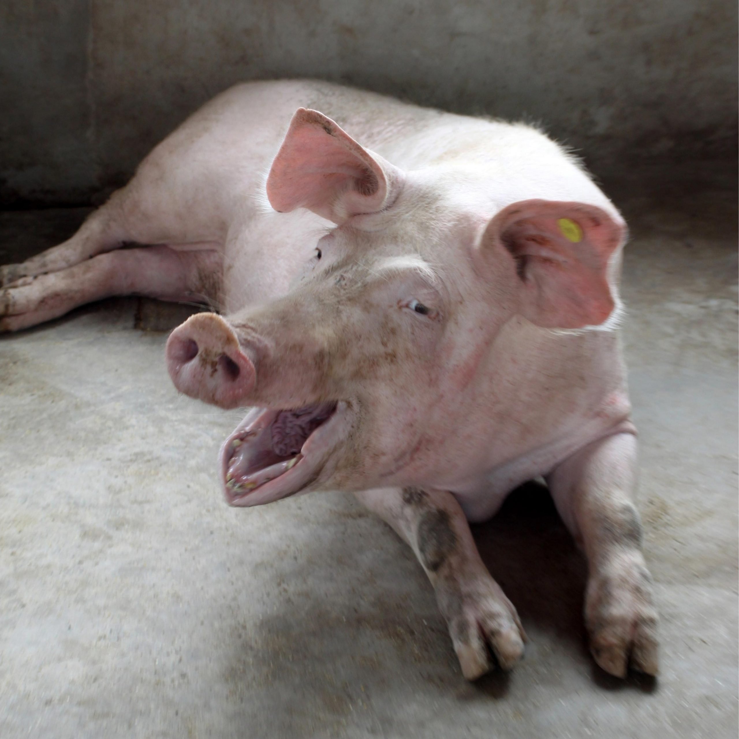 Scientists Can Now Decode Pigs' Emotions From the Sound of Their Grunts