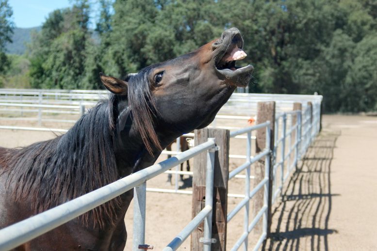 Happy Smiling Morgan Horse