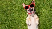 Happy Sunglasses Dog