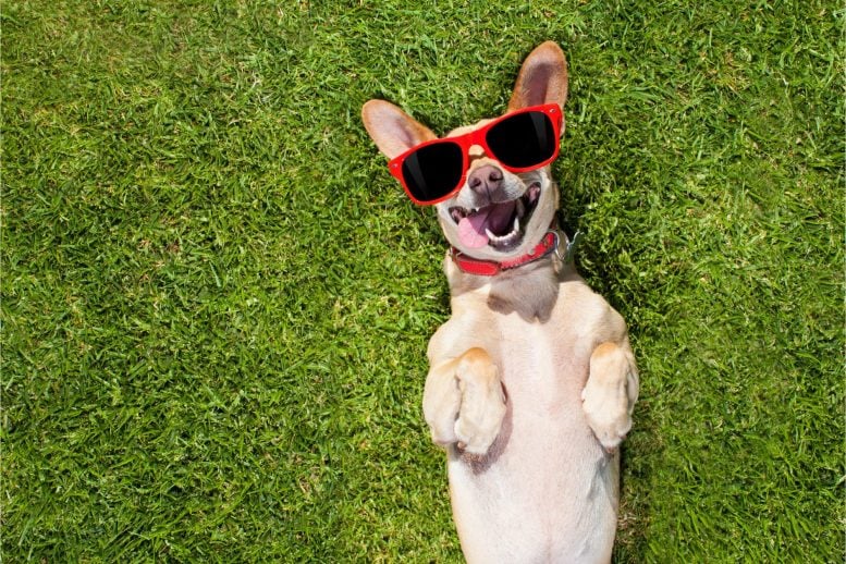 Happy Sunglasses Dog
