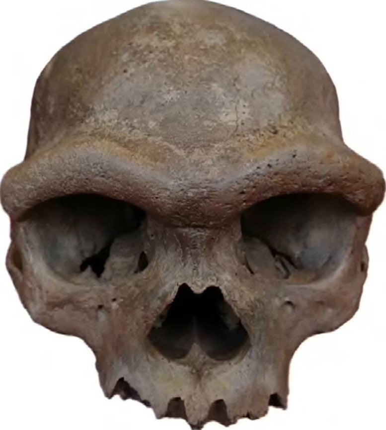Harbin Skull From Northeastern China