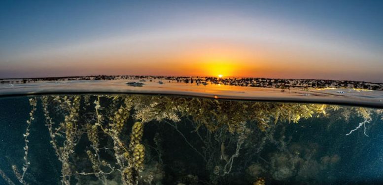 Harmful Algal Blooms Red Sea