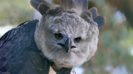 Harpy Eagle Close Up