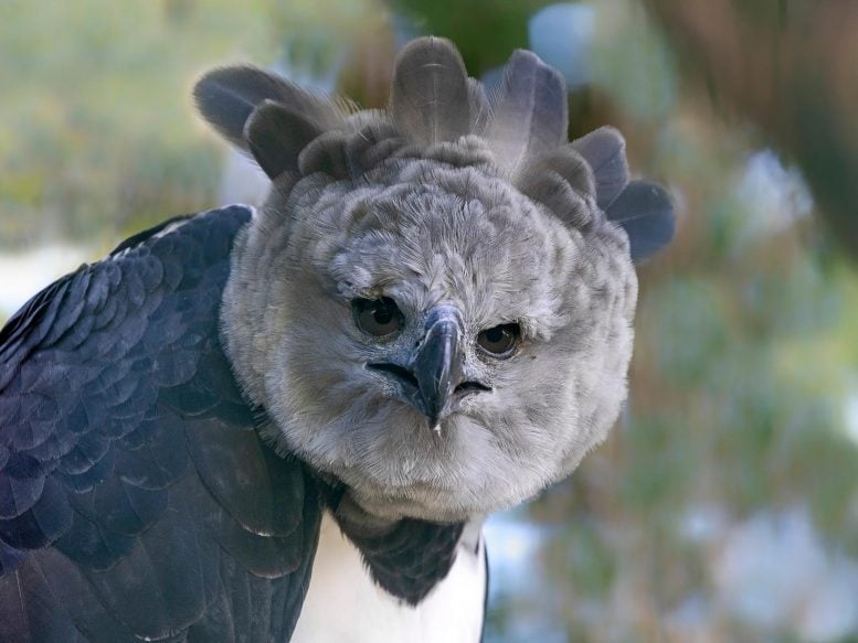 Harpy Eagle Close Up