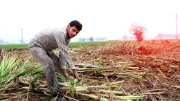 Harvesting Sugarcane