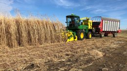 Harvesting of Miscanthus, a Fast Growing Carbon Sink