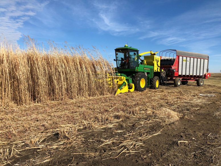 Harvesting of Miscanthus, a Fast Growing Carbon Sink