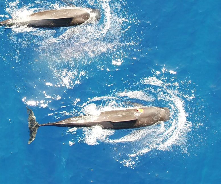 Hawai&rsquo;i Short Finned Pilot Whales Aerial View