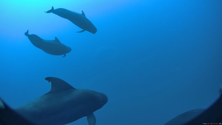 Hawai&rsquo;i Short Finned Pilot Whales Below Surface