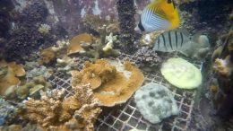 Hawaiian Corals Show Surprising Resilience to Warming Oceans