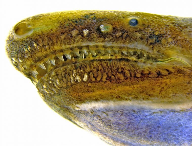 Head of Caecilian With Glands Showing