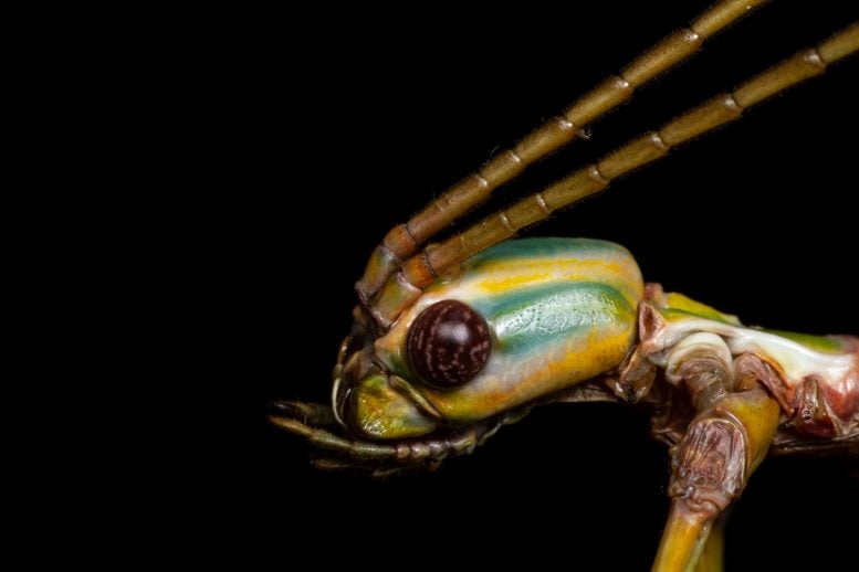 Head of an Adult Female Clemencantha Goliath