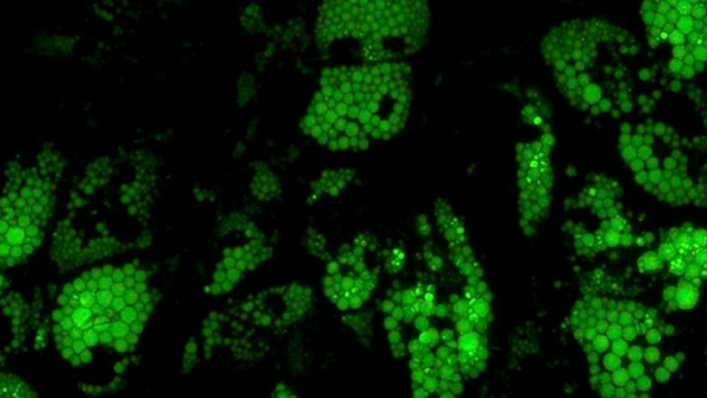 Scientists Improve the Texture and Color of Lab Grown Meat