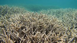 Healthy Coral Reef Northern Mariana Islands