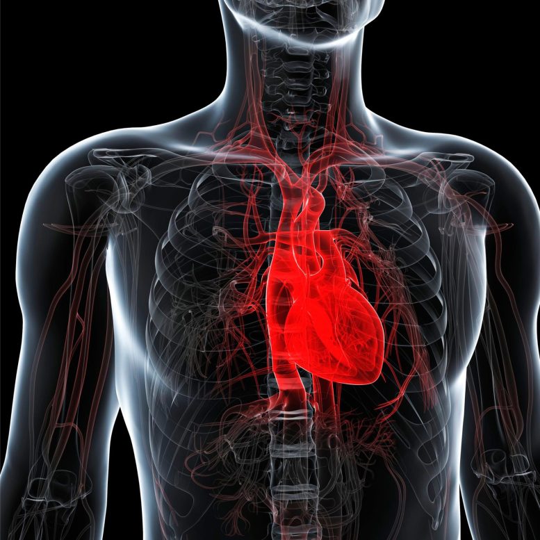 Healthy Human Heart Illustration