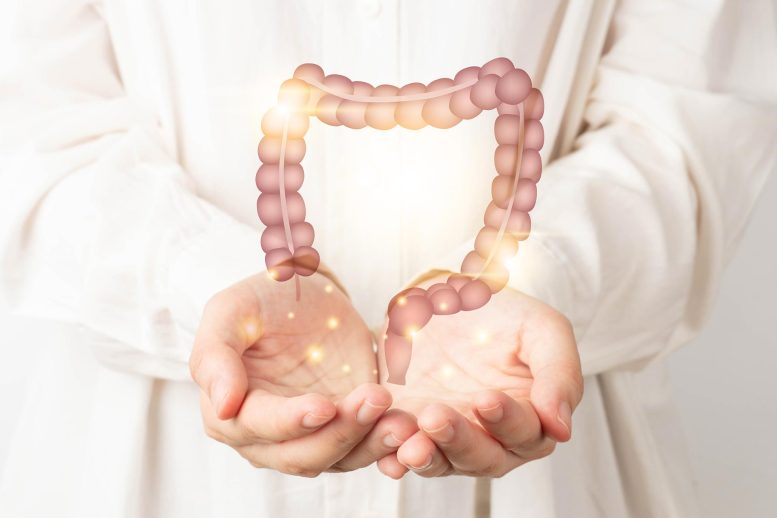 Healthy Large Intestine Anatomy