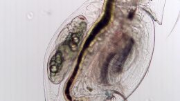 Healthy Zooplankton (Daphnia dentifera