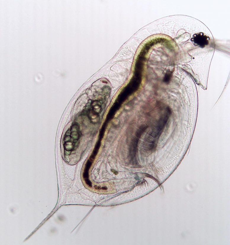 Healthy Zooplankton (Daphnia dentifera
