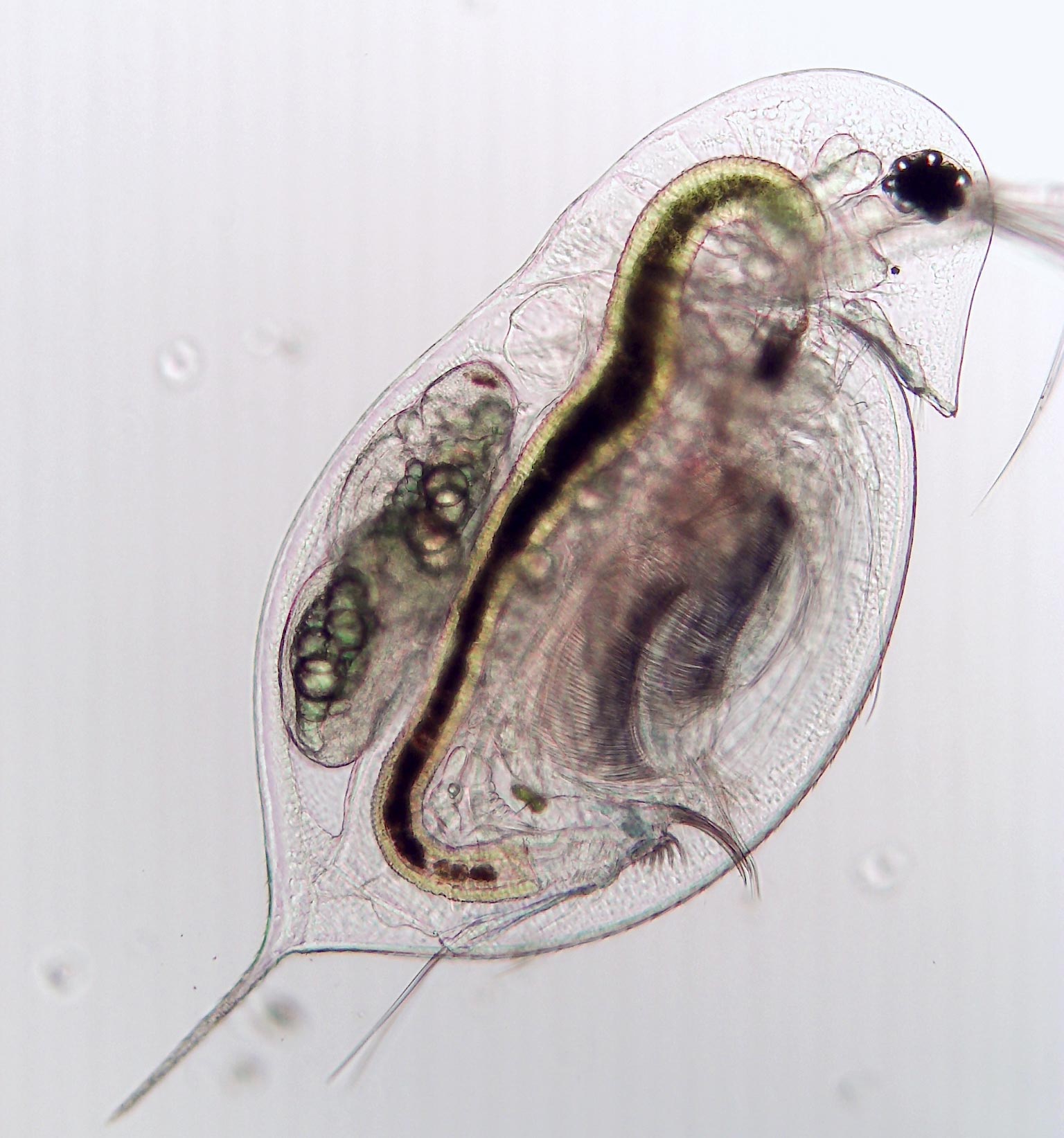 Infected Plankton Hold Secrets to Preventing Pandemics