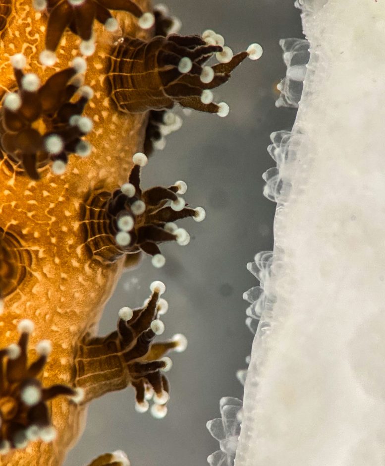 Healthy and Bleached Coral Fragments Separated by a Gap