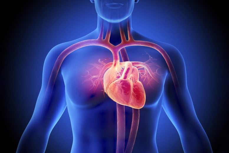 New Study Reveals Diabetes Physically Rewires the Human Heart