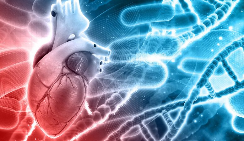 Heart Cells’ Environment a Major Factor in Heart Disease