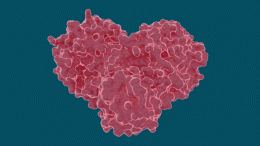 Heart-Shaped SARS-CoV-2 Main Protease