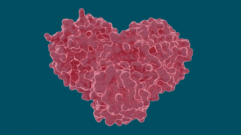 Heart-Shaped SARS-CoV-2 Main Protease