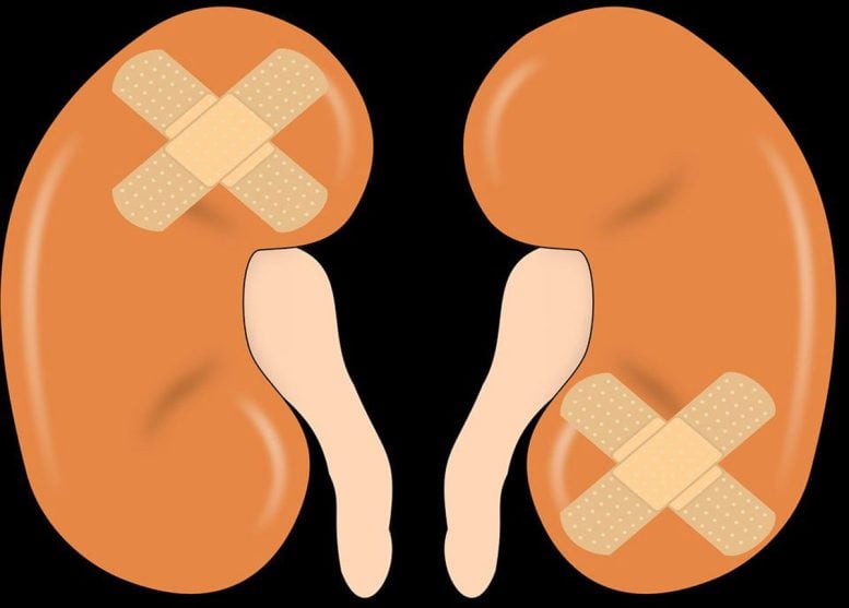 Heart Tissue Repair
