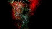 Heart Tissue Reveals Nexus Glia