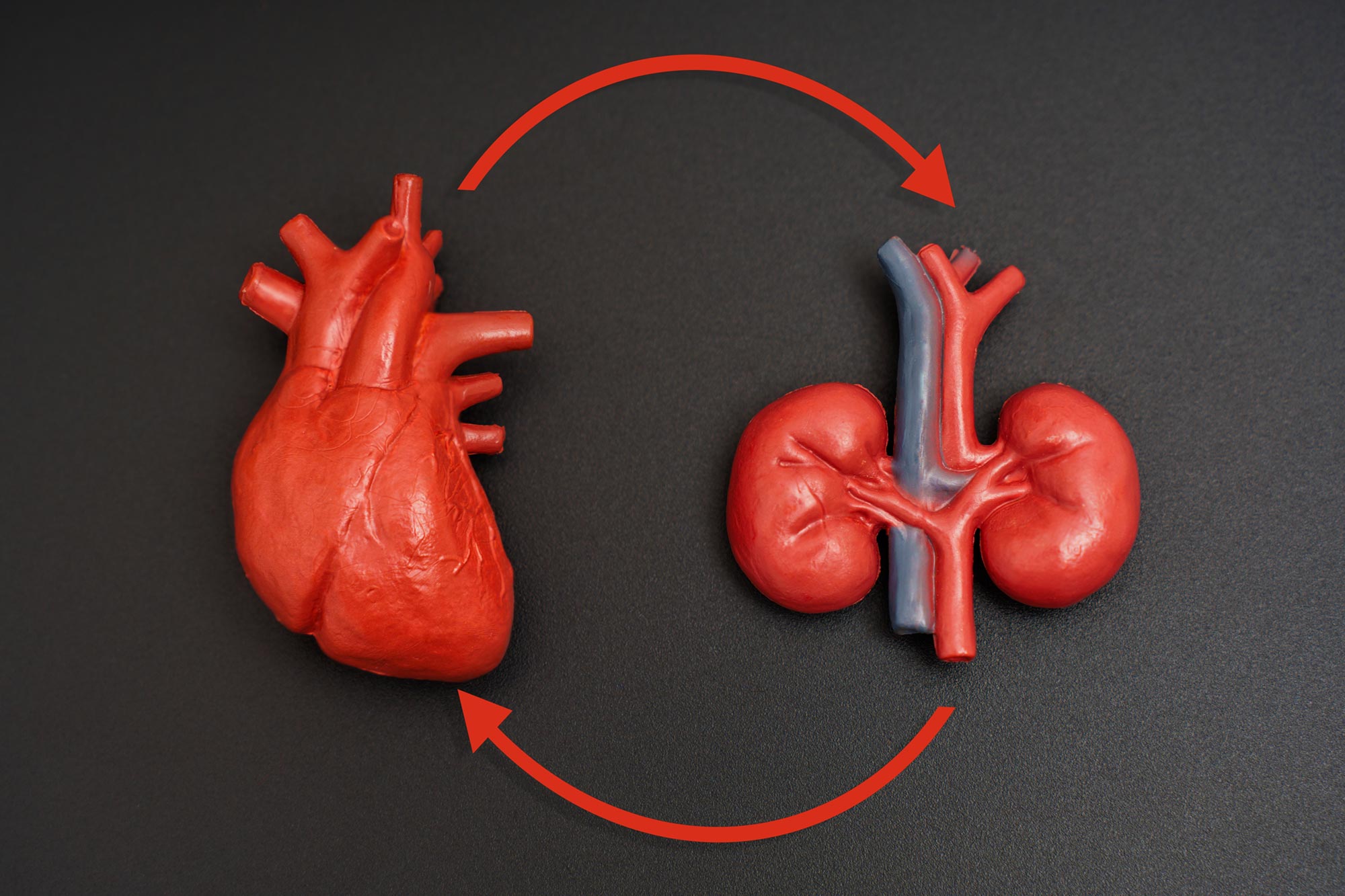 How Chronic Kidney Disease Quietly Poisons the Heart