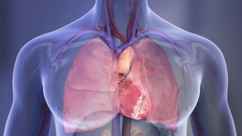 Heart and Lungs Illustration