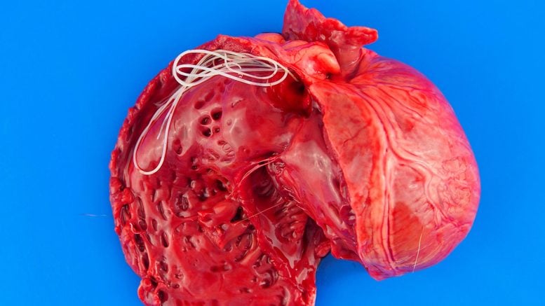 Heartworms in a Dog&rsquo;s Heart