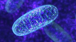 Heat Boosts Mitochondrial Function