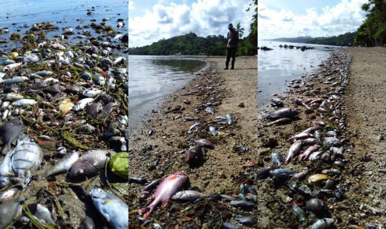 Heatwave Impact on Fish on Fiji&rsquo;s Coral Coast