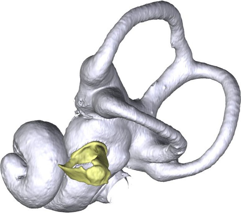 Hedgehog Model Showing Earbones