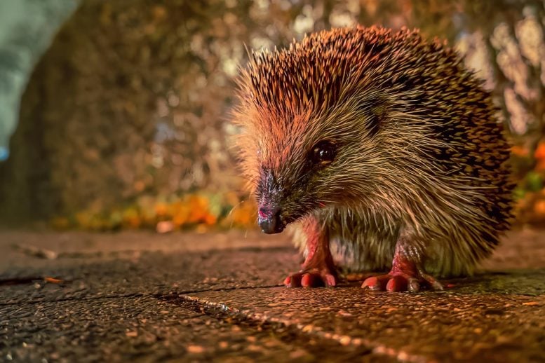 Scientists Find Surprising Way To Protect Hedgehogs From Roads