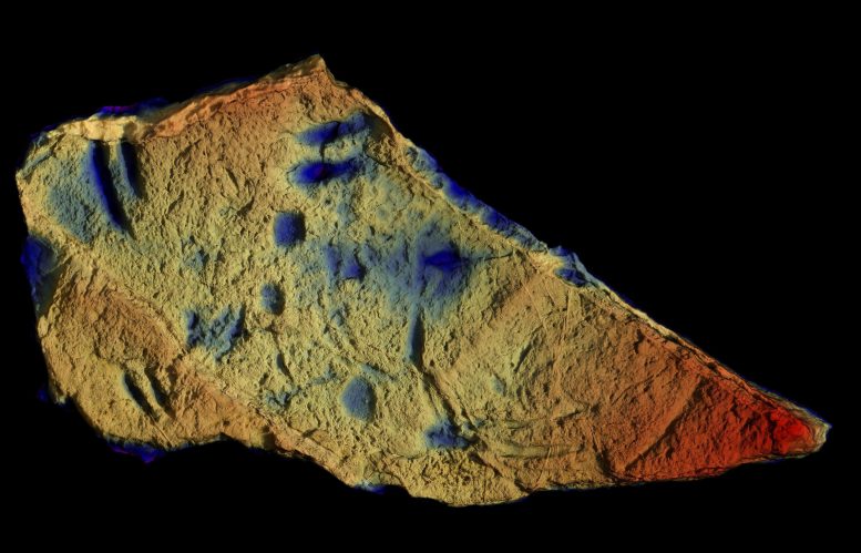 Height Map of the Rock Slab Preserving the Earliest Evidence for Deep Sea Vertebrates
