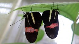 Heliconius melpomene Butterflies Mating