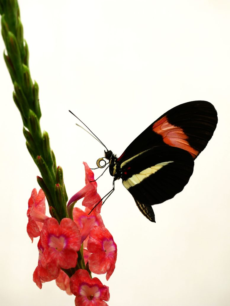 Heliconius melpomene Butterfly Feeding on Pollen