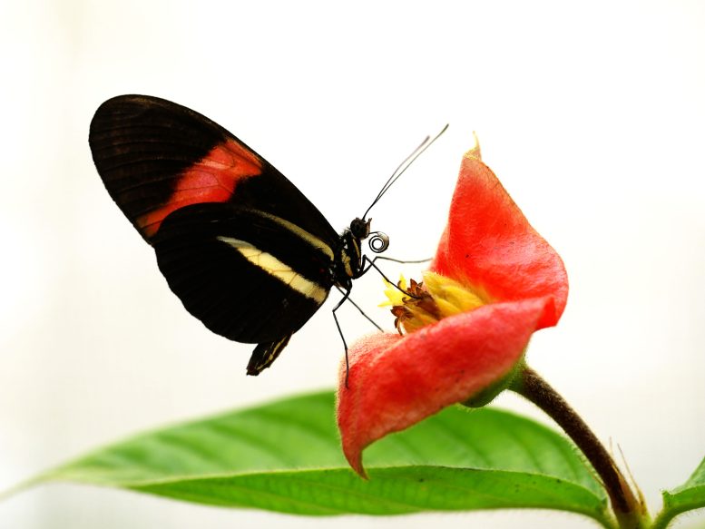 Heliconius melpomene Collecting Pollen From Flower
