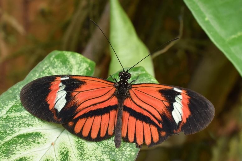 Scientists Discover a Butterfly That Barely Seems To Age
